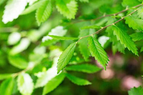 The Legend of the Zelkova Tree - A Mystical Tale of Love, Loss, and Ancient Wisdom?